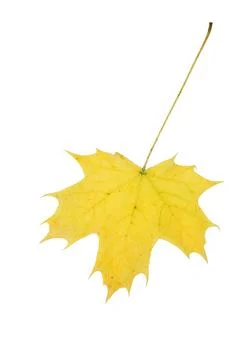 Maple leaf Foto stock