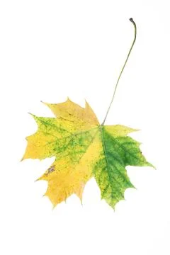 Maple leaf Foto stock