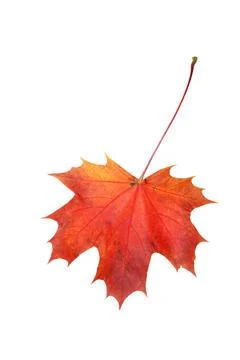 Maple leaf Foto stock