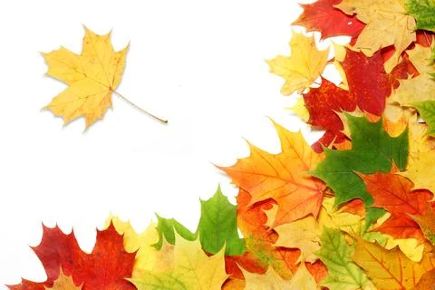 Maple leaf Foto stock