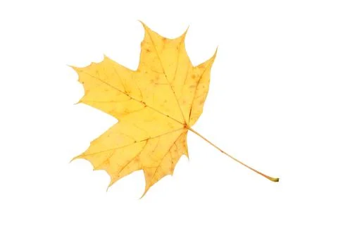 Maple leaf Foto stock