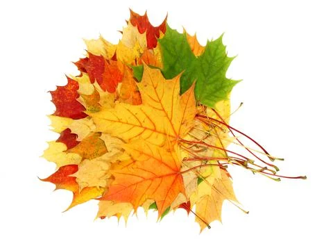 Maple leaf Foto stock