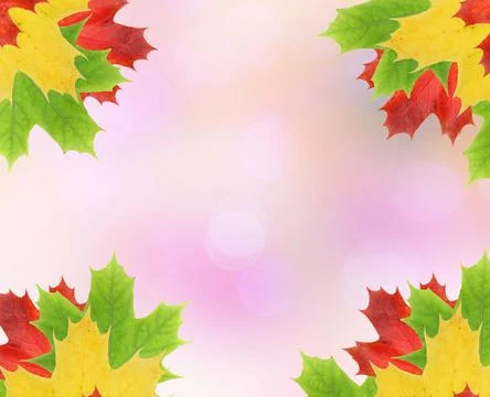 Maple leaf Foto stock