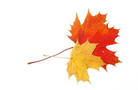 Maple leaf Foto stock