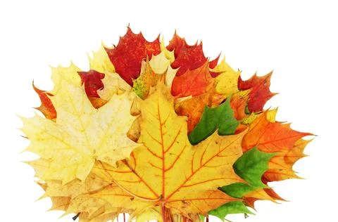 Maple leaf Foto stock
