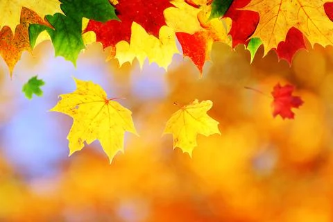 Maple leaf Foto stock