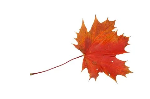 Maple leaf Foto stock