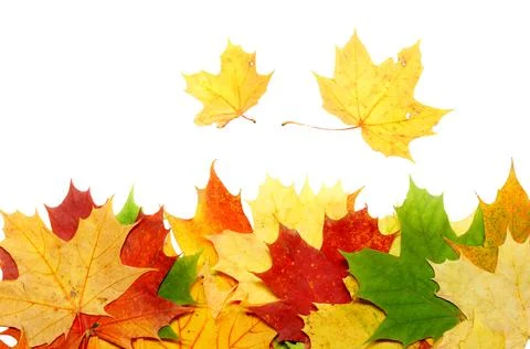 Maple leaf Foto stock