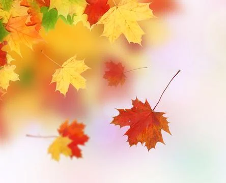 Maple leaf Foto stock