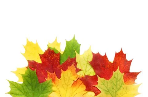 Maple leaf Stock Photos
