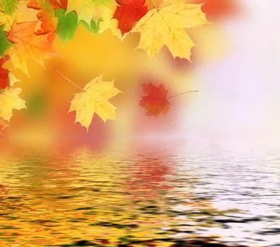 Maple leaf Foto stock