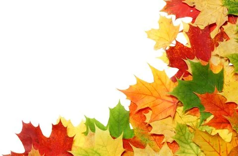 Maple leaf Foto stock