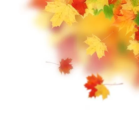 Maple leaf Foto stock