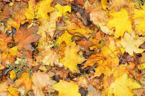 Maple leaf Stock Photos