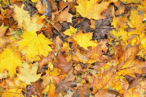 Maple leaf 스톡 사진