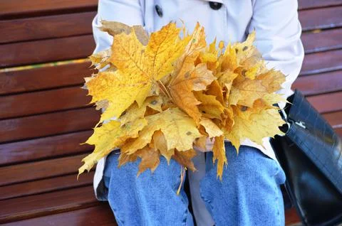 Maple leaf Foto stock