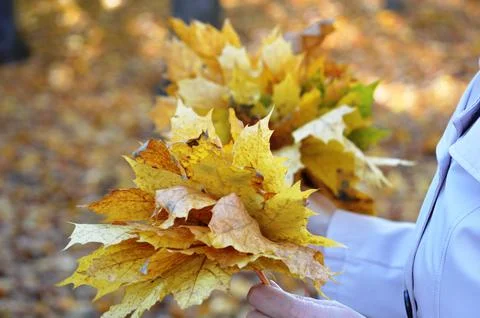 Maple leaf 写真素材
