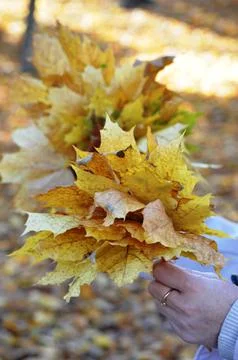 Maple leaf 스톡 사진