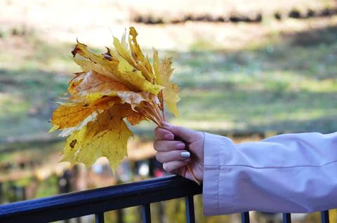 Maple leaf Stock Photos