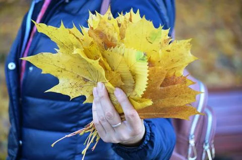 Maple leaf Stock Photos
