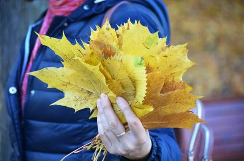 Maple leaf Stock Photos
