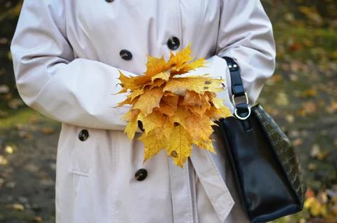 Maple leaf Stock Photos