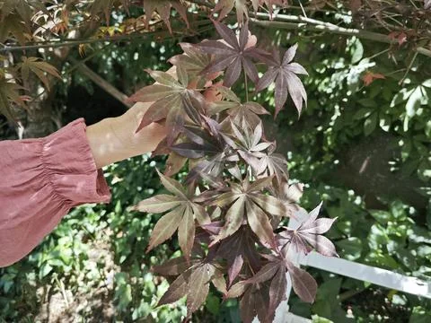 Maple leaf 写真素材
