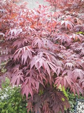 Maple leaf 스톡 사진