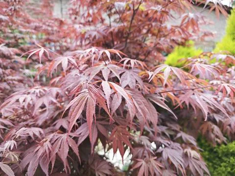 Maple leaf Stock Photos