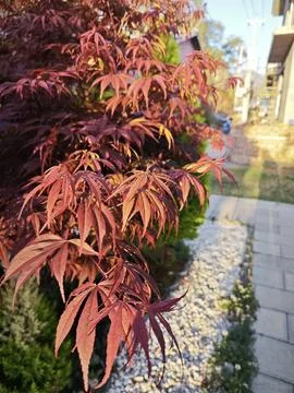 Maple leaf Stock Photos