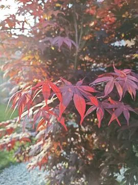 Maple leaf Stock Photos