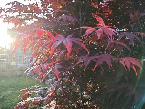 Maple leaf Foto stock