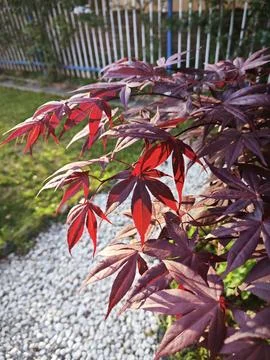 Maple leaf 스톡 사진