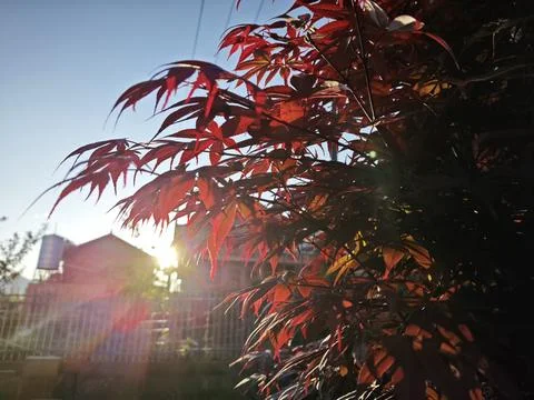 Maple leaf Foto stock