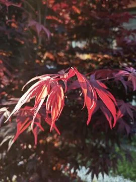 Maple leaf 스톡 사진