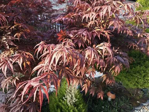 Maple leaf Foto stock