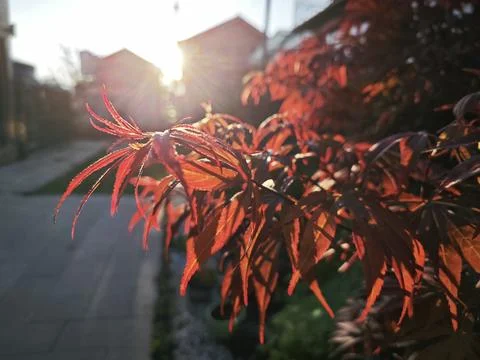 Maple leaf Stock Photos