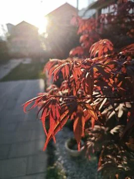 Maple leaf Stockfoto's