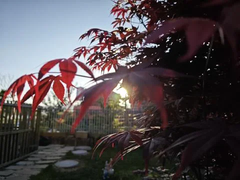 Maple leaf Stock Photos