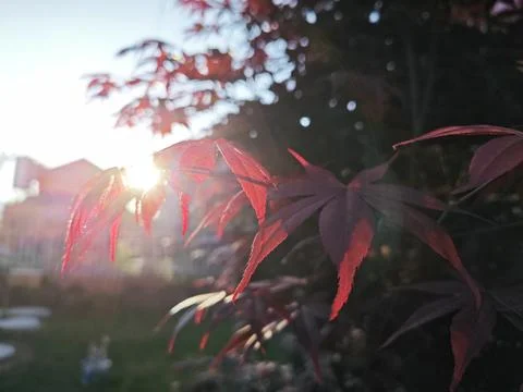 Maple leaf 스톡 사진