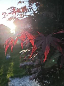 Maple leaf 写真素材