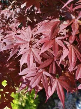 Maple leaf 스톡 사진