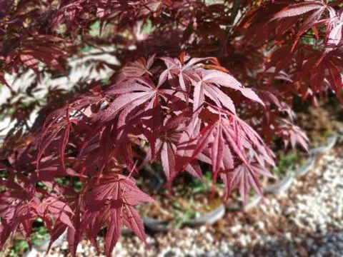 Maple leaf Stock Photos