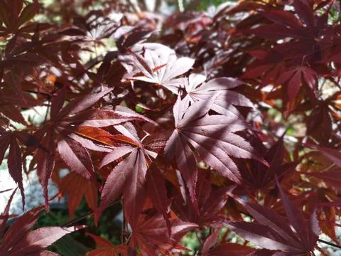 Maple leaf Stock Photos