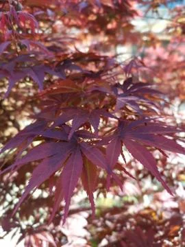 Maple leaf Stock Photos