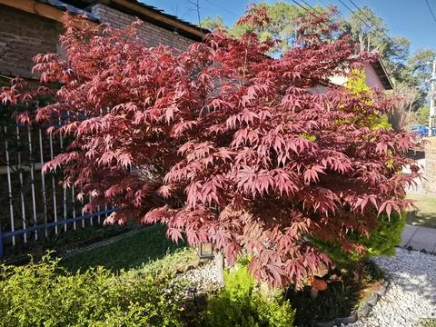 Maple leaf 스톡 사진