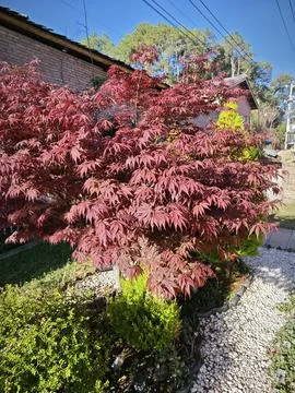Maple leaf 스톡 사진