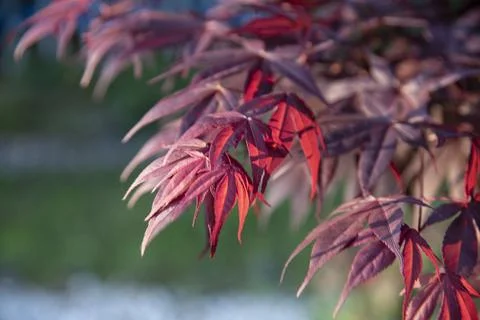 Maple leaf Stock Photos