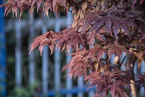 Maple leaf 스톡 사진