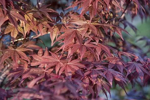 Maple leaf Foto stock